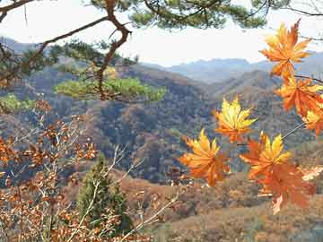 揭秘管家婆一肖一碼，探尋百分之百準(zhǔn)確的奧秘，揭秘管家婆一肖一碼，百分之百準(zhǔn)確預(yù)測的背后奧秘