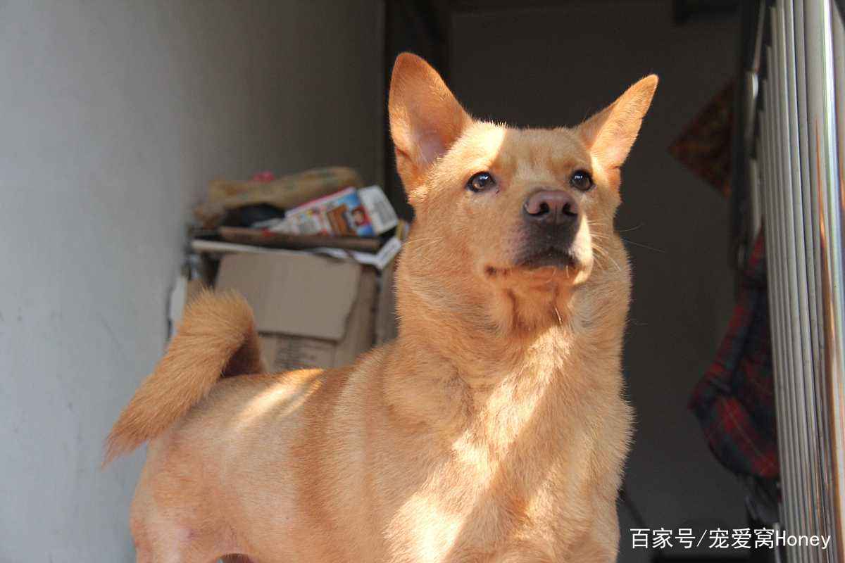 澳門一碼一肖一待一中四不像，探索與解析，澳門一碼一肖一待一中四不像背后的犯罪問題解析