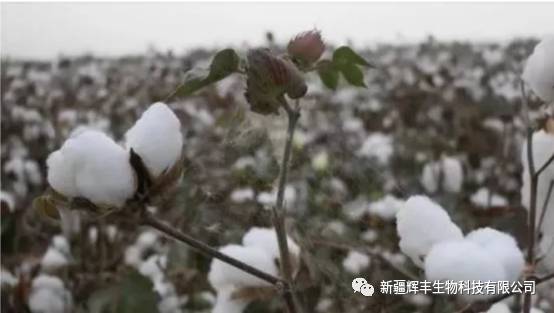 今日籽棉花價格最新動態(tài)，市場走勢與影響因素分析，今日籽棉花價格動態(tài)，市場走勢與影響因素深度解析