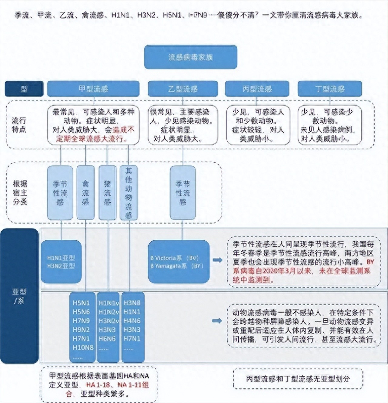 甲流、乙流與禽流感，不同的病毒，不同的影響，甲流、乙流與禽流感，不同病毒的影響與差異解析