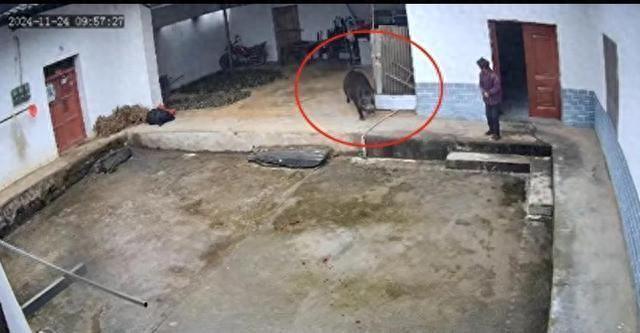 野豬闖入民宅引發(fā)悲劇，老人被撕咬身亡，野豬闖入民宅引發(fā)悲劇，致老人身亡事件