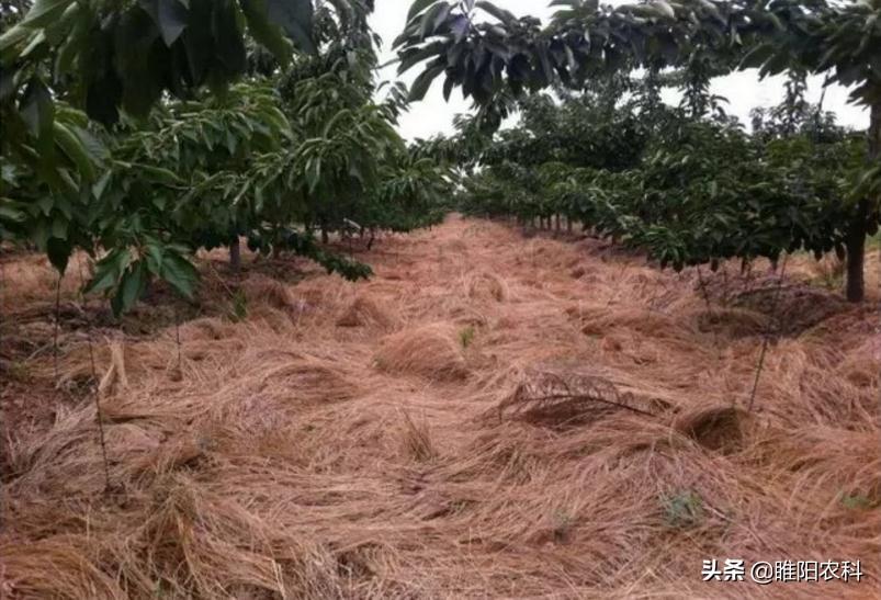 草甘膦價格最新走勢分析，草甘膦價格走勢最新分析報告