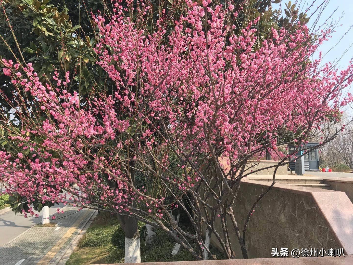 沐河之光，最新廣場舞的璀璨魅力，沐河之光，廣場舞璀璨魅力展現(xiàn)