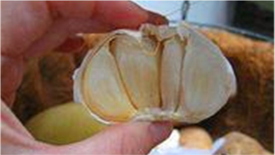 關(guān)于某些國(guó)家將吃大蒜定為違法的現(xiàn)象探究，大蒜食用禁令背后的國(guó)家現(xiàn)象探究