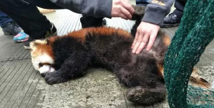 四川一小熊貓疑被車輛撞倒，悲劇背后的反思與呼喚保護(hù)意識的覺醒，四川小熊貓被撞悲劇引發(fā)反思，呼喚保護(hù)意識的覺醒