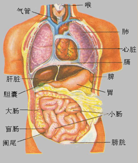 女生用繩子編出五臟六腑，一種獨特的藝術表達，女生巧手編繩，五臟六腑的獨特藝術展現(xiàn)