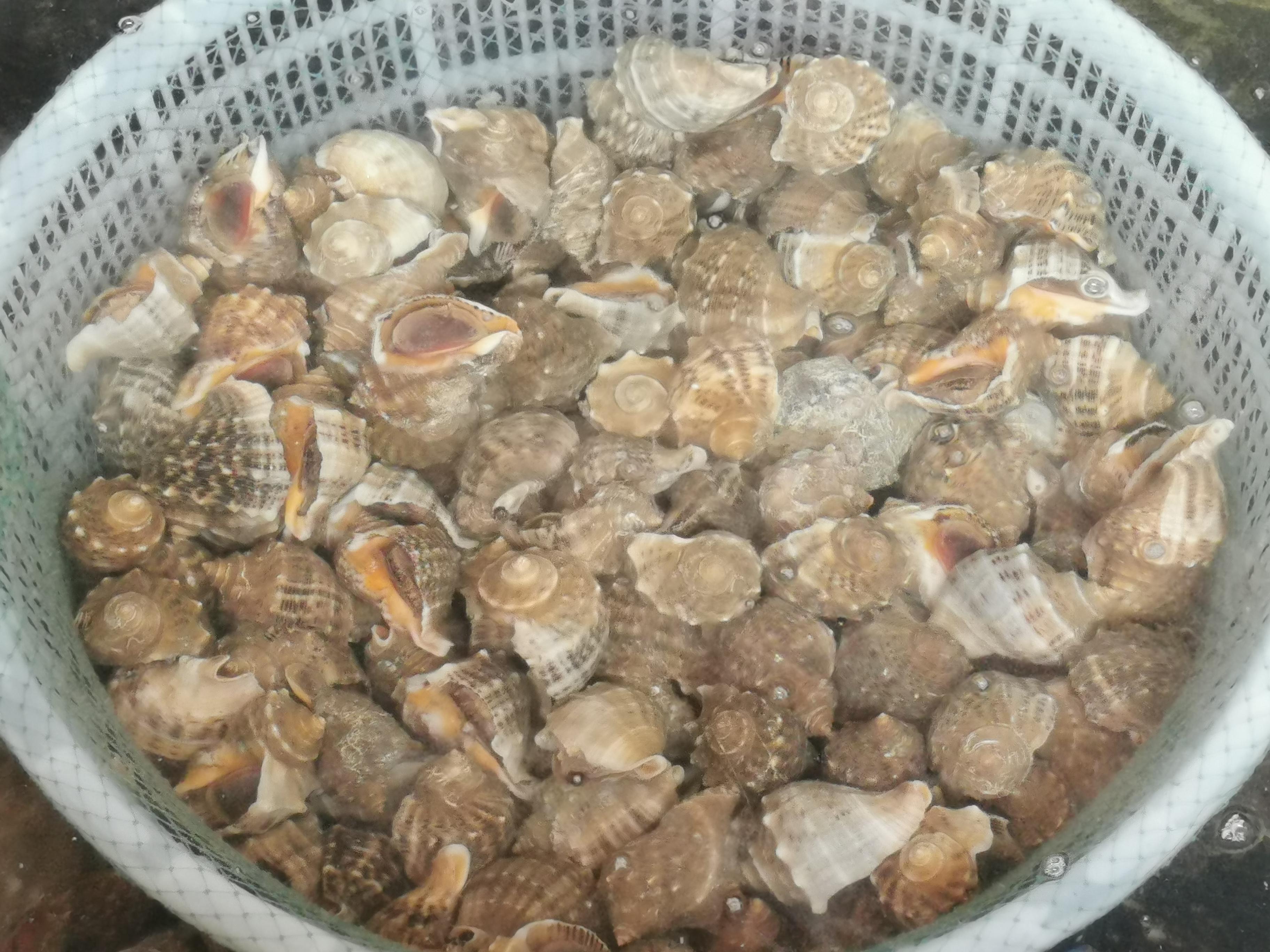 青島一海域螃蟹扎堆，一夜捕撈百斤奇觀揭秘，揭秘青島海域螃蟹扎堆奇觀，一夜捕撈百斤！