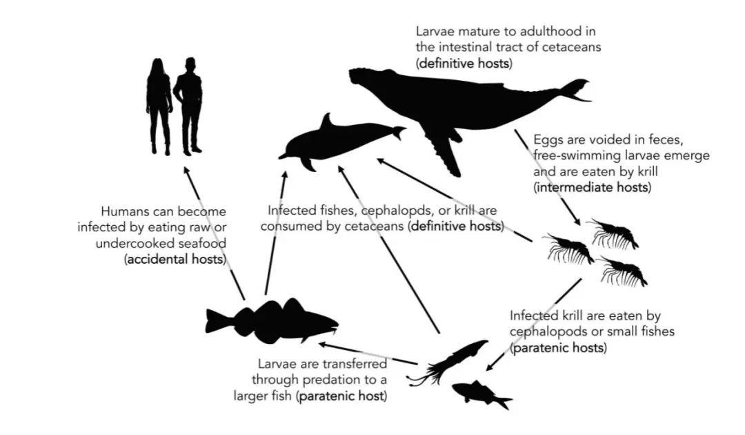 魚類行為與人類關(guān)系，一種共生共榮的微妙聯(lián)系，魚類行為與人類關(guān)系，共生共榮的微妙紐帶