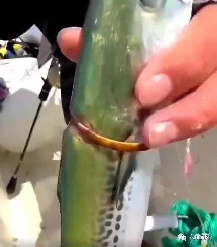 男子釣上一條自帶贖金的魚，引發(fā)社會熱議，男子釣獲帶贖金魚，引發(fā)社會廣泛關(guān)注