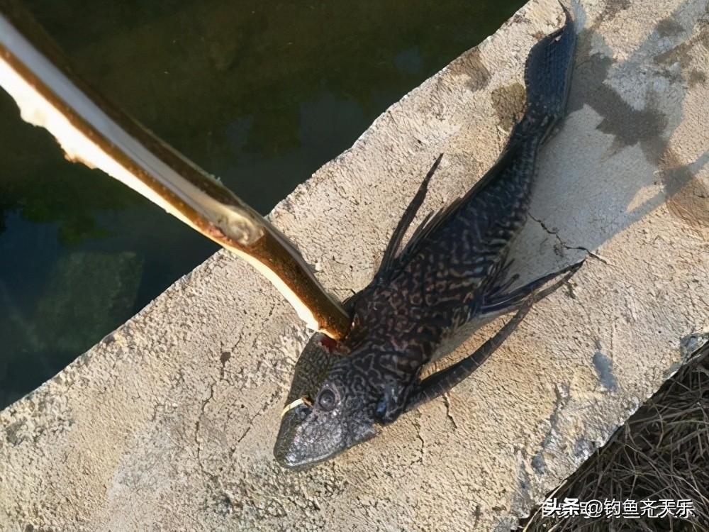 廣東男子釣到龍的故事，神秘的水域奇遇，廣東男子神秘水域釣到龍的奇遇