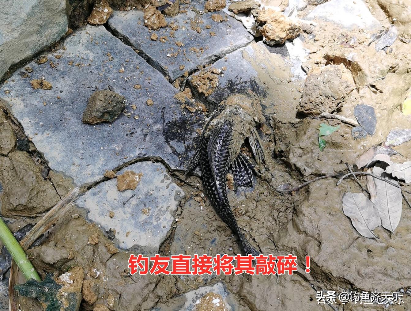 釣魚與龍的象征意義比較，釣魚與龍的象征意義比較，文化背景下的深度解讀
