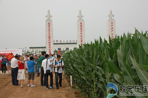 登海種業(yè)重組，重塑行業(yè)格局，開啟新篇章，登海種業(yè)重組重塑行業(yè)格局，開啟嶄新篇章