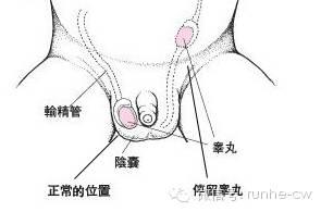 如果男生失去生殖能力怎么辦，挑戰(zhàn)與應(yīng)對(duì)策略，男生失去生殖能力的挑戰(zhàn)與應(yīng)對(duì)策略