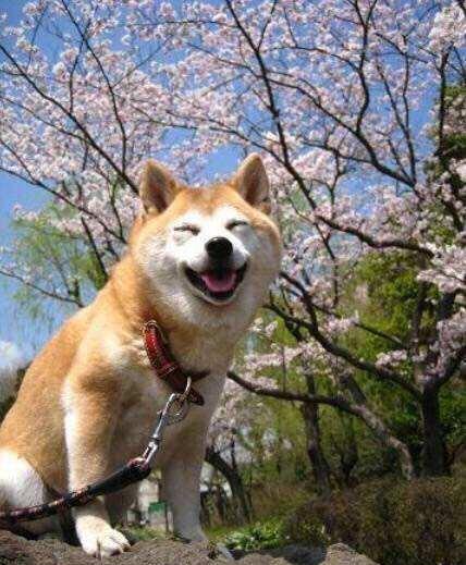 澳門一碼一肖一待一中四不像，探索與解析，澳門一碼一肖一待一中四不像，深度解析與探索