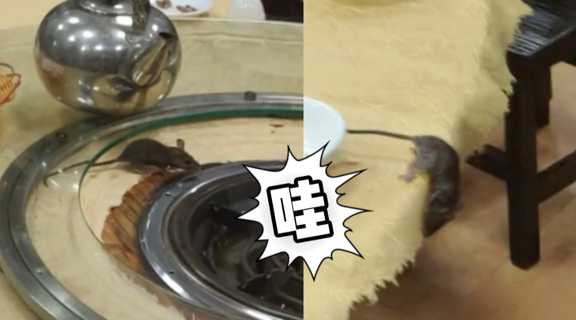 廣州某餐廳餐具抽屜驚現(xiàn)老鼠熱現(xiàn)象，一場衛(wèi)生管理的警鐘，廣州某餐廳餐具抽屜驚現(xiàn)老鼠，衛(wèi)生管理警鐘敲響！