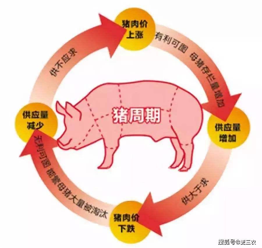 揭秘豬價(jià)下跌背后的驚人真相，多重因素交織下的復(fù)雜現(xiàn)象，揭秘豬價(jià)下跌背后的多重因素交織復(fù)雜現(xiàn)象，驚人真相曝光