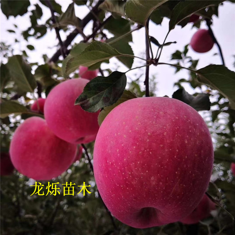 瑞雪蘋果新品種的培育過程，瑞雪蘋果新品種的培育之旅