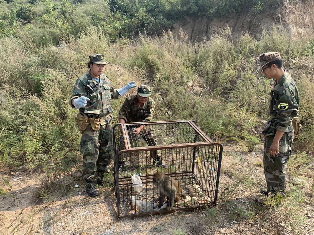 獼猴頻繁下山的原因探究，獼猴頻繁下山原因揭秘