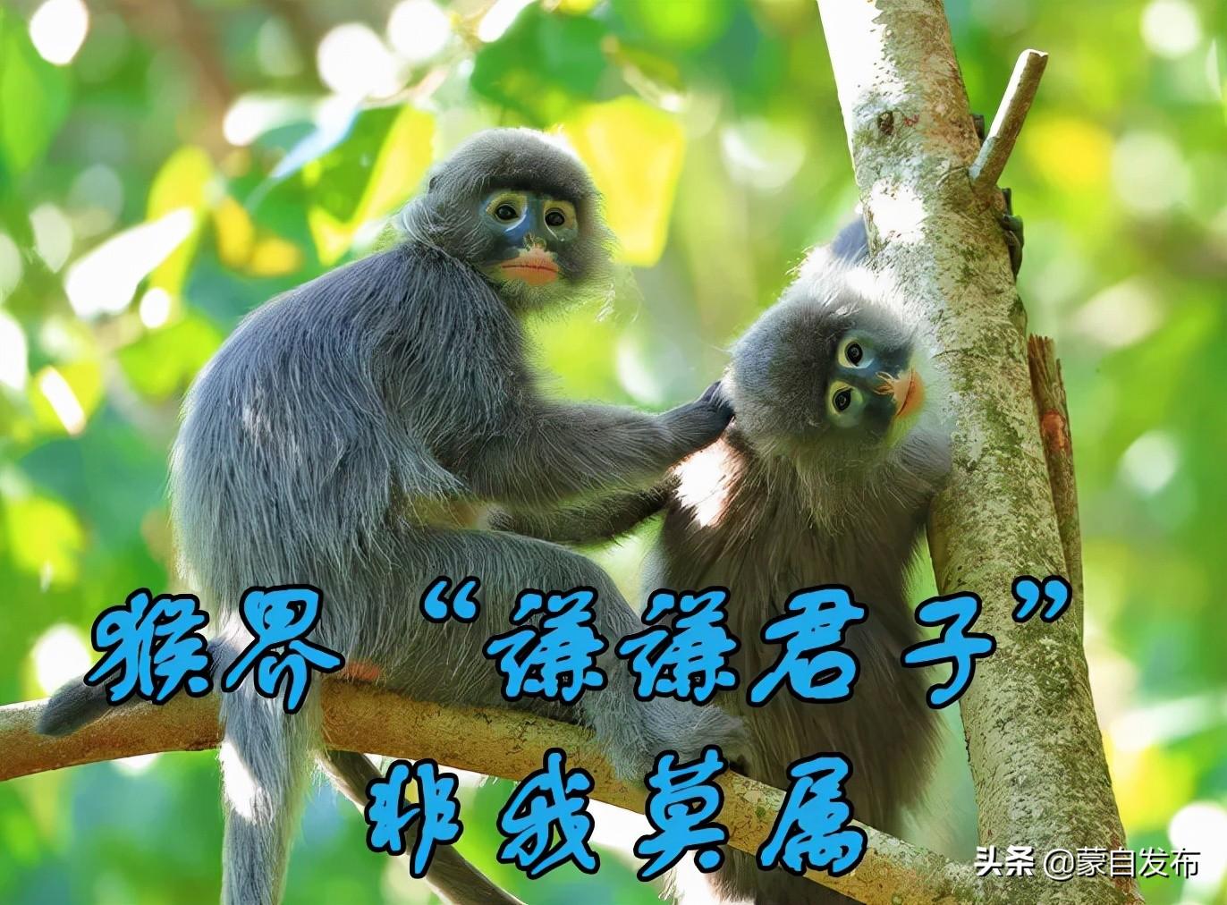 猴子對農(nóng)作物破壞的影響，挑戰(zhàn)與解決方案，猴子對農(nóng)作物破壞的影響，挑戰(zhàn)與應(yīng)對策略