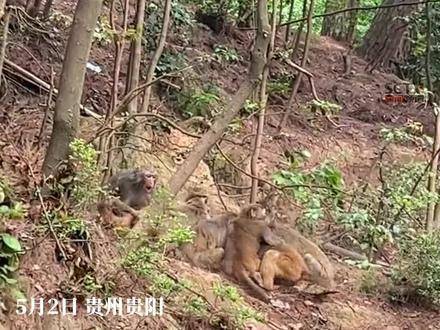 松坪村獼猴搶劫事件，自然與人類的交織沖突，松坪村獼猴搶劫事件，自然與人類交織沖突的警示故事