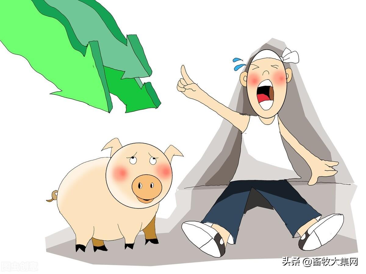 生豬養(yǎng)殖端現(xiàn)狀，豬價(jià)震蕩偏弱探析，生豬養(yǎng)殖現(xiàn)狀與豬價(jià)震蕩偏弱趨勢(shì)探析