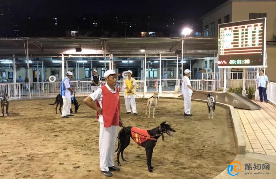 澳門跑狗，歷史、文化與現(xiàn)代娛樂的交融，澳門跑狗，歷史、文化與現(xiàn)代娛樂的交匯點