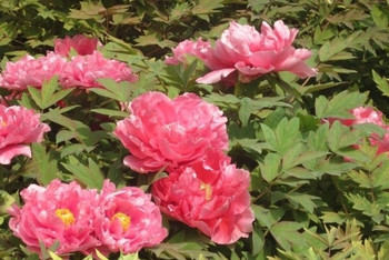 狀元紅彩官網(wǎng)，探索014996背后的故事，狀元紅彩官網(wǎng)揭秘，探索神秘?cái)?shù)字014996背后的故事