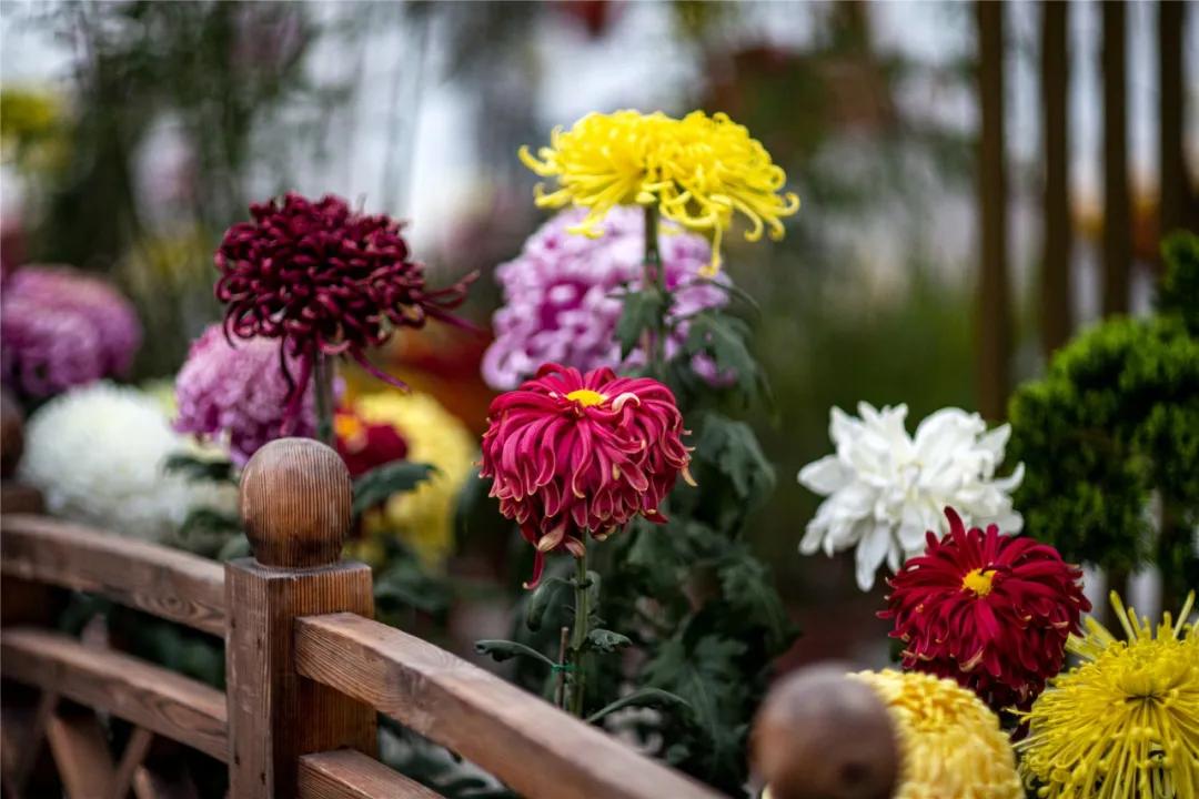 世界花卉大觀園門票價格詳解，世界花卉大觀園門票價格全解析