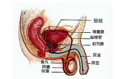 如何判斷陰囊潮濕，如何辨別陰囊潮濕的癥狀及處理方法