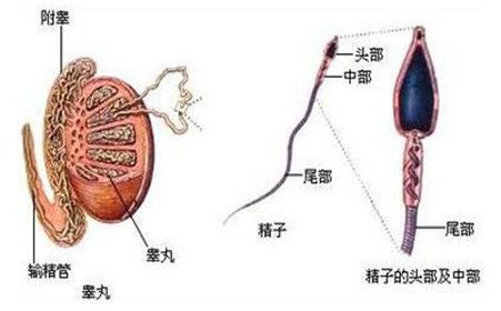 精囊長出疙瘩的原因及應(yīng)對方法，精囊長出疙瘩，成因解析與應(yīng)對之策