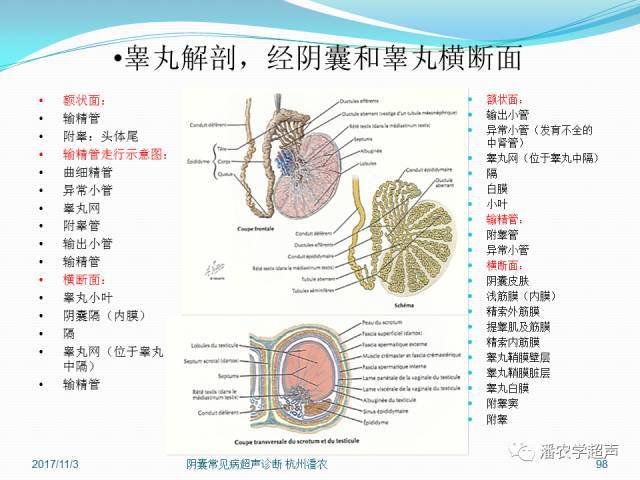睪丸與附睪結(jié)構(gòu)圖，揭示男性生殖系統(tǒng)的奧秘，男性生殖系統(tǒng)揭秘，睪丸與附睪結(jié)構(gòu)圖解析