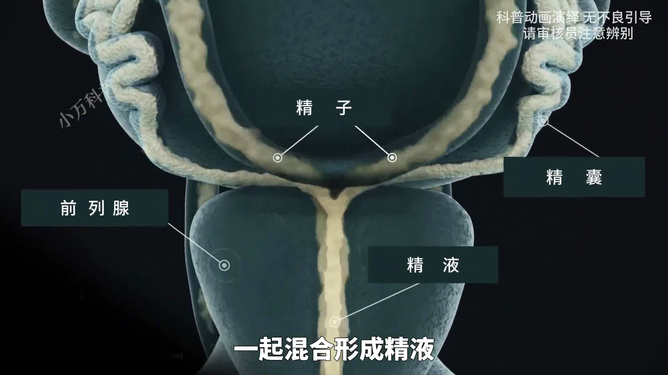 男性生殖系統(tǒng)彩超，了解與關(guān)注男性健康的重要一環(huán)，男性生殖系統(tǒng)彩超，探究男性健康的關(guān)鍵一環(huán)