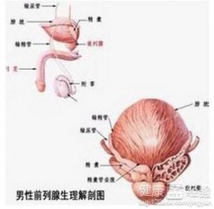 前列腺疾病的發(fā)生原因及其影響因素探討，前列腺疾病的成因與影響因素分析