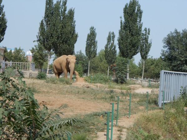 石家莊動物園一日游攻略，石家莊動物園一日游攻略詳解