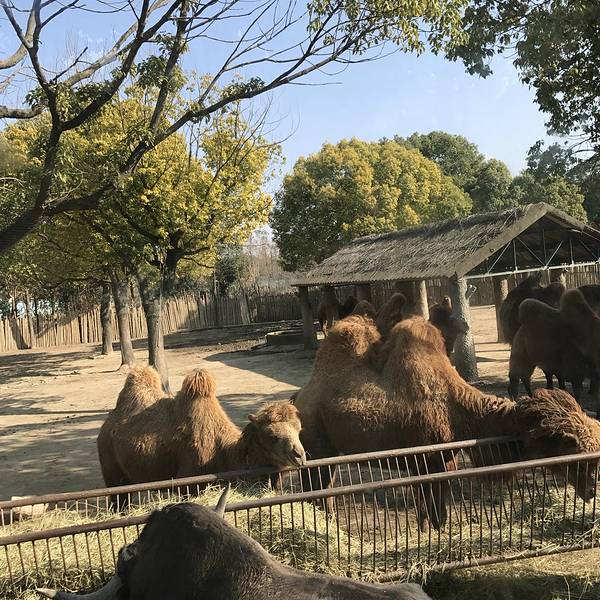 上海野生動(dòng)物園附近美食之旅，上海野生動(dòng)物園周邊美食探秘之旅