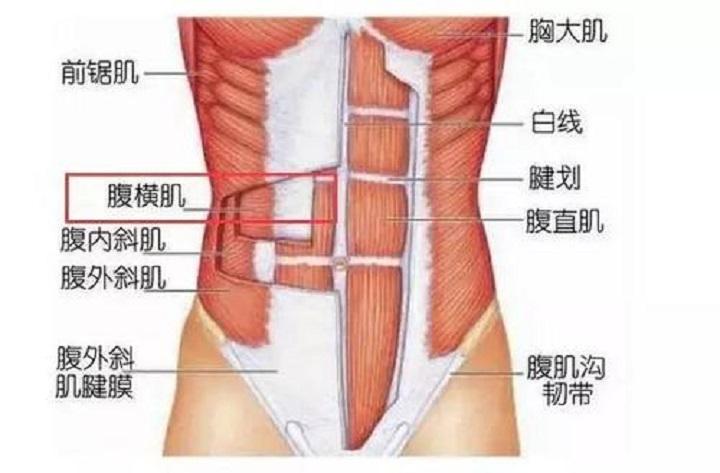 鍛煉腹肌的方法圖解，腹肌鍛煉全圖解，輕松打造完美腹部線條