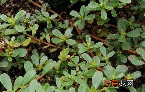馬齒莧，自然賦予的神奇草本，揭示其功效與作用，神奇馬齒莧，自然草本的力量與功效揭秘