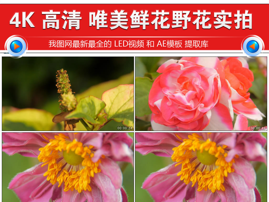野花視頻高清完整在線觀看，自然之美的瞬間捕捉，自然之美，野花視頻高清在線觀看
