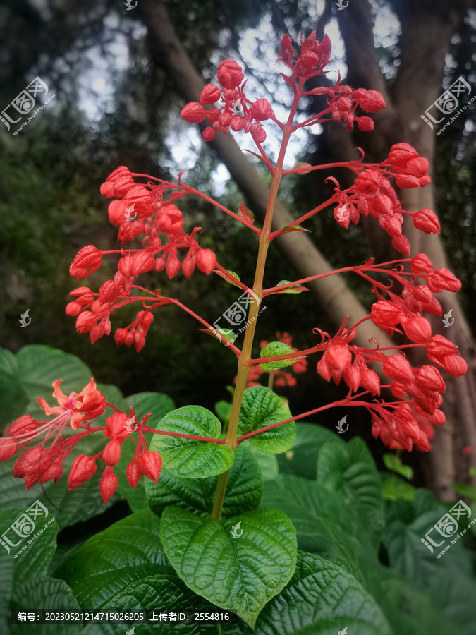 澳門資料中的狀元紅，探尋未來的機遇與挑戰(zhàn)（2025展望），澳門狀元紅資料揭秘，未來機遇與挑戰(zhàn)展望（2025年展望）