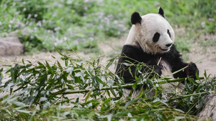 北京動(dòng)物園門(mén)票購(gòu)買(mǎi)攻略，北京動(dòng)物園門(mén)票購(gòu)買(mǎi)指南