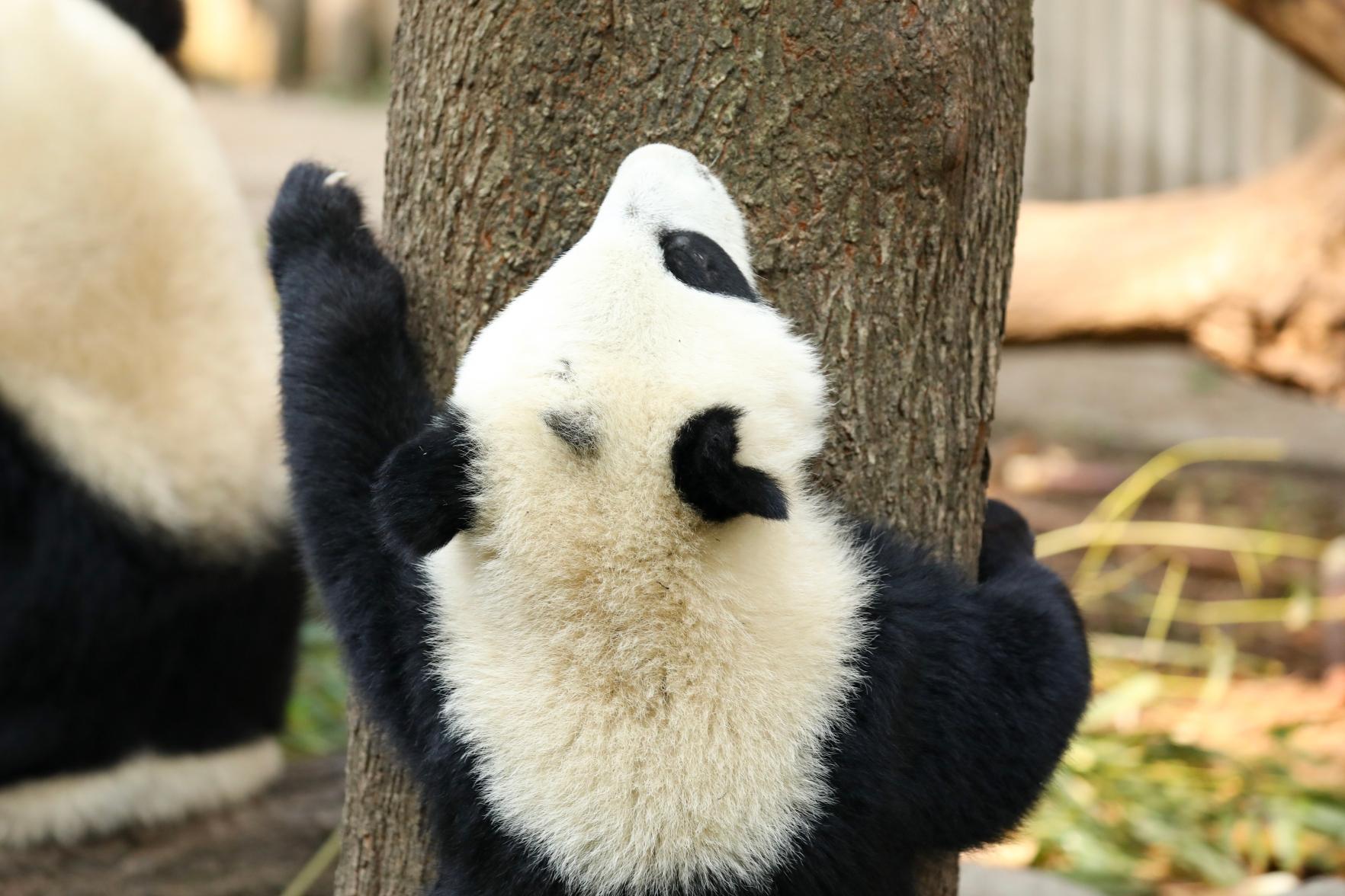 成都熊貓基地官網(wǎng)，探尋熊貓故鄉(xiāng)的門戶，成都熊貓基地官網(wǎng)，探尋熊貓故鄉(xiāng)的門戶之旅