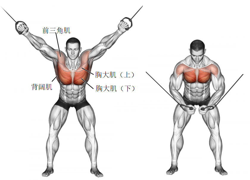 胸肌動(dòng)起來(lái)的小技巧，胸肌鍛煉小技巧，激活你的肌肉力量