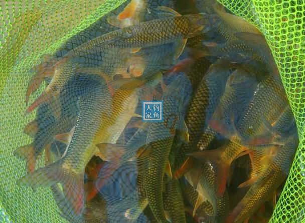 石斑魚(yú)價(jià)格探析，多少錢一斤？，石斑魚(yú)價(jià)格解析，市場(chǎng)售價(jià)究竟多少？
