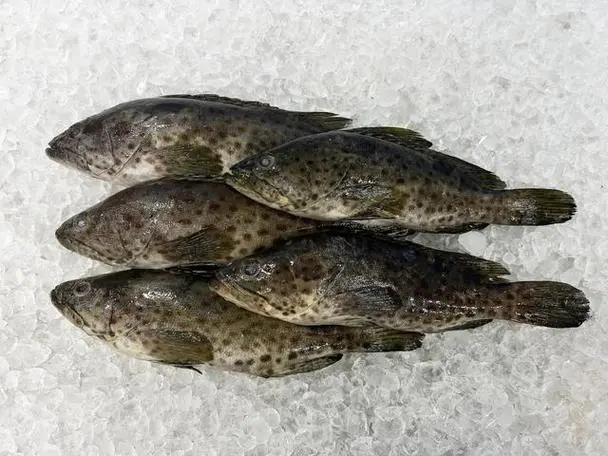 石斑魚，海洋的瑰寶與餐桌上的美味佳肴，石斑魚，海洋美味與餐桌珍寶