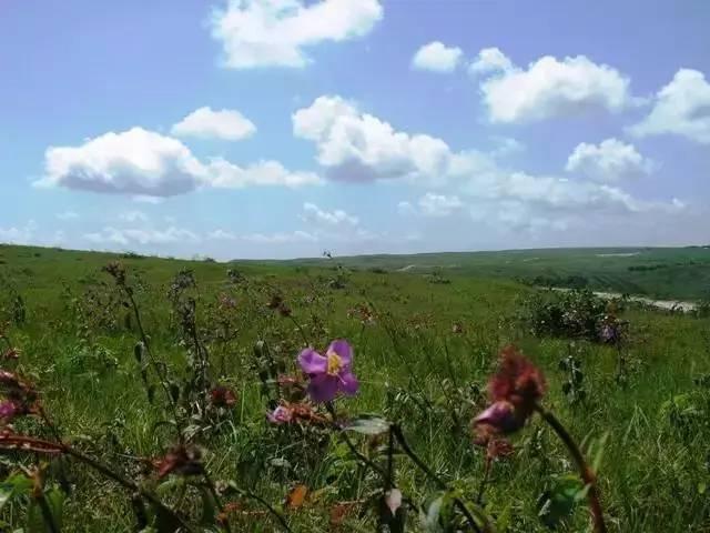 野花高清在線觀看免費(fèi)完整版中文，自然之美與文化的交融，野花高清在線觀看，自然之美與文化的交融（免費(fèi)完整版中文）