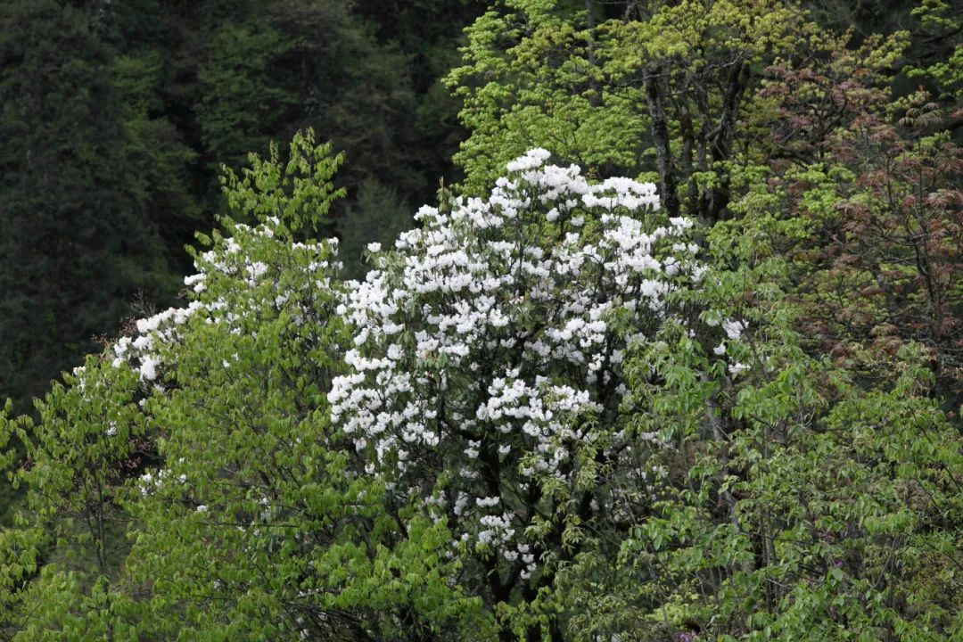 日本野花，自然之美與藝術(shù)之韻的免費完整版高清探索，日本野花，自然與藝術(shù)的高清探索之旅