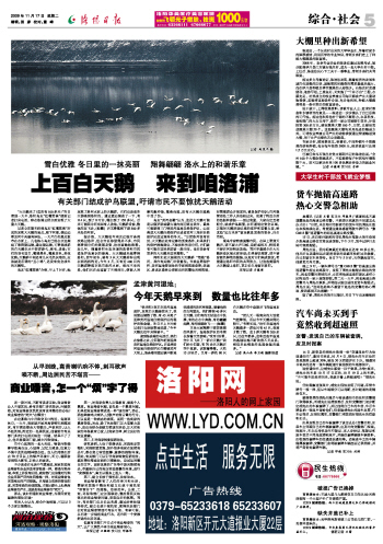 洛陽百姓網(wǎng)，免費(fèi)發(fā)布信息的力量與魅力，洛陽百姓網(wǎng)，免費(fèi)發(fā)布信息的力量與魅力展現(xiàn)