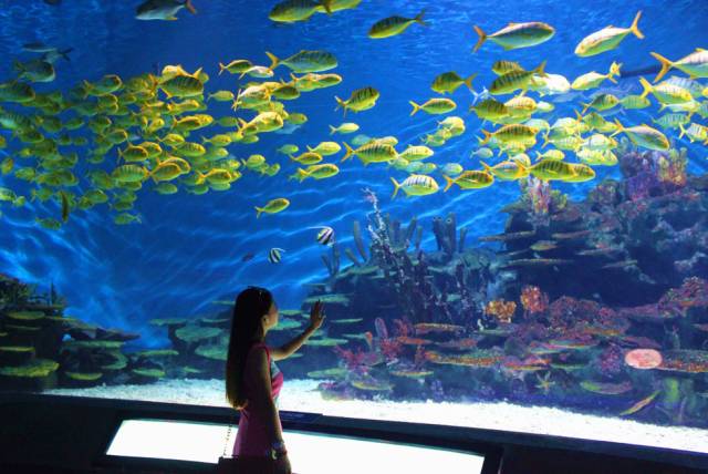 成都海昌極地海洋公園官網(wǎng)，探索神秘海洋世界的門戶，成都海昌極地海洋公園官網(wǎng)，探索神秘海洋世界的門戶之旅