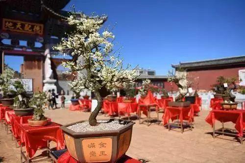 大理到麗江，一段美麗的旅程，大理至麗江，一段醉美的旅途
