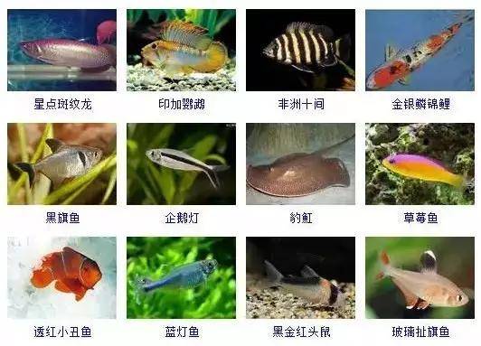 魚類大全，看圖識魚，魚類百科，圖解識別各種魚類